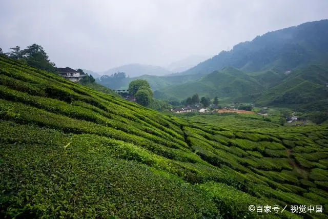 六安瓜片是富硒茶吗