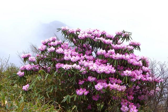 白河县有富硒茶吗吗