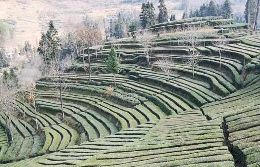 陕西汉中西乡富硒茶