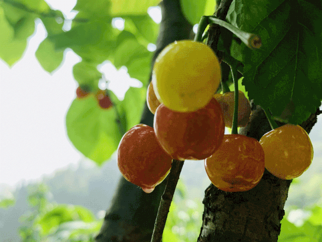 六枝特区郎岱富硒茶