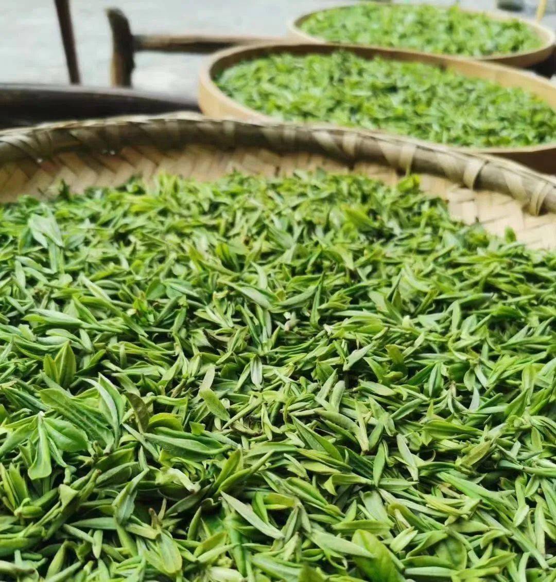 紫阳富硒茶一带一路