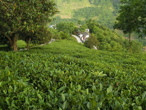 紫阳富硒茶一带一路