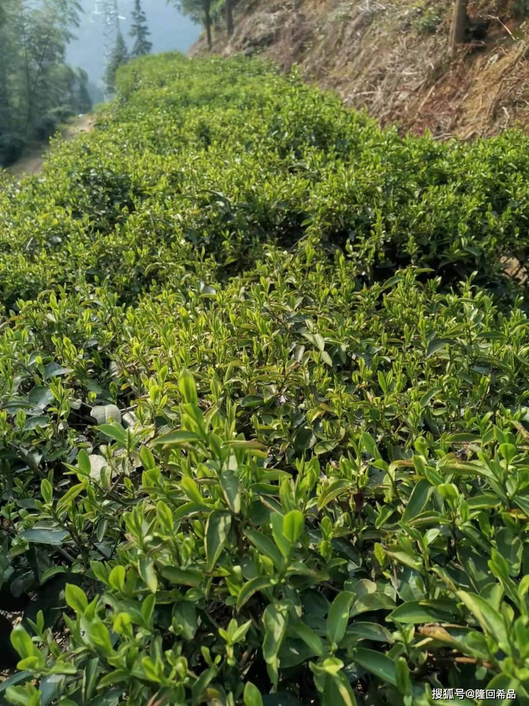 紫阳富硒茶一带一路