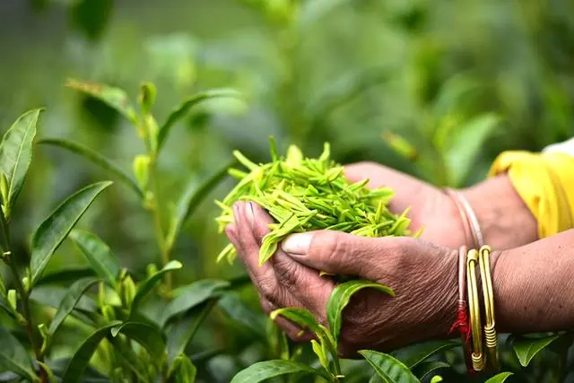 富硒缘茶多少钱一盒