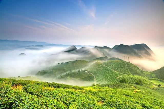 富硒缘茶多少钱一盒