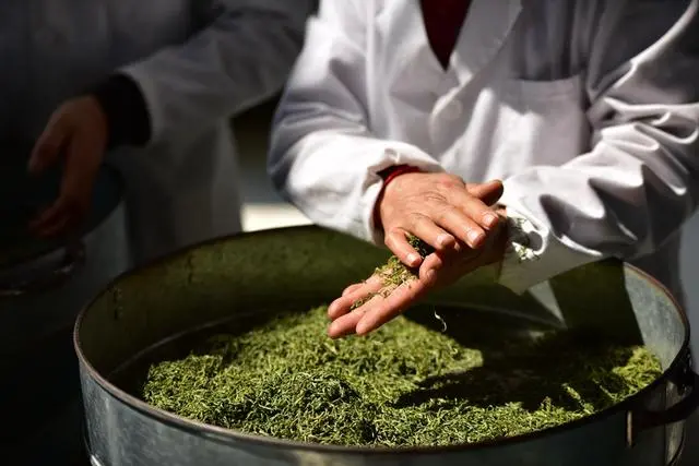 富硒缘茶多少钱一盒