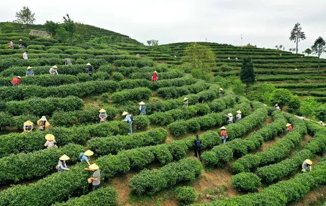 富硒缘茶多少钱一盒
