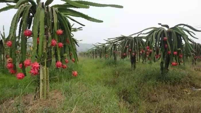 富硒八仙茶的保质期