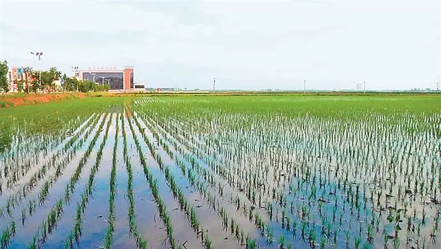 佳木斯绿色富硒大米