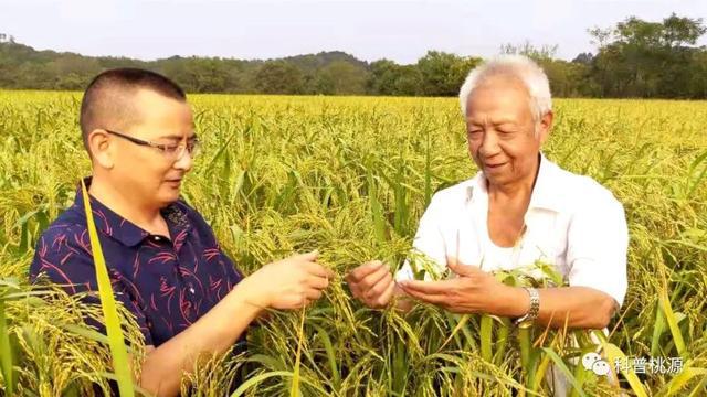 富硒锌硒钙大米种子