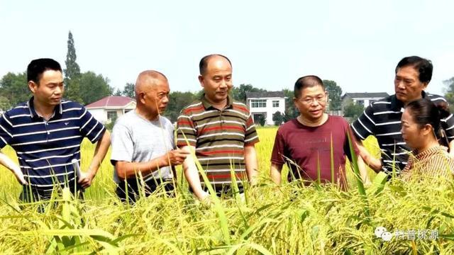 富硒锌硒钙大米种子