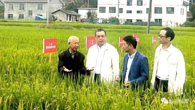富硒锌硒钙大米种子