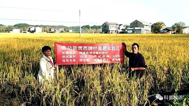 富硒锌硒钙大米种子