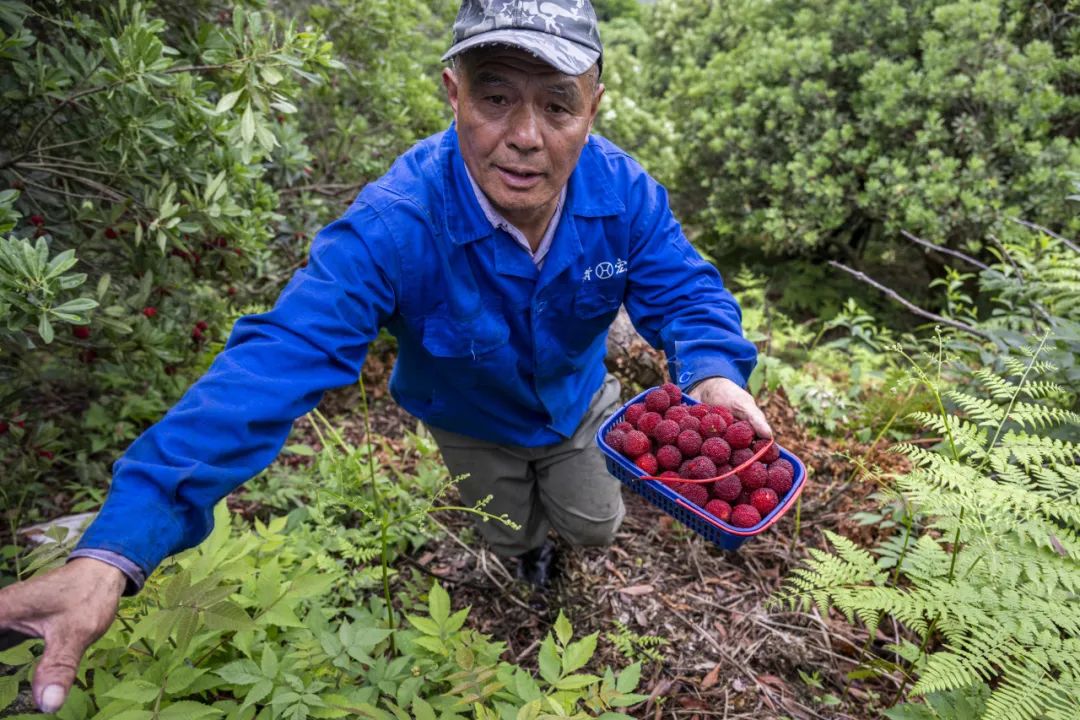 淄川富硒地瓜哪里产