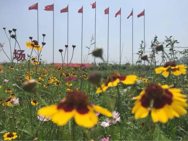 郓城富硒地瓜采摘园