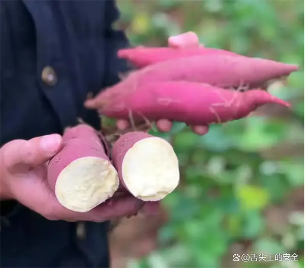 哪里有种富硒地瓜的