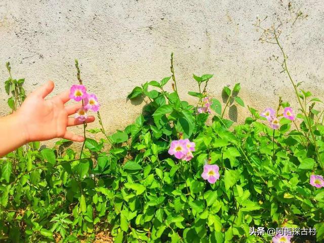 富硒地瓜怎么那么甜
