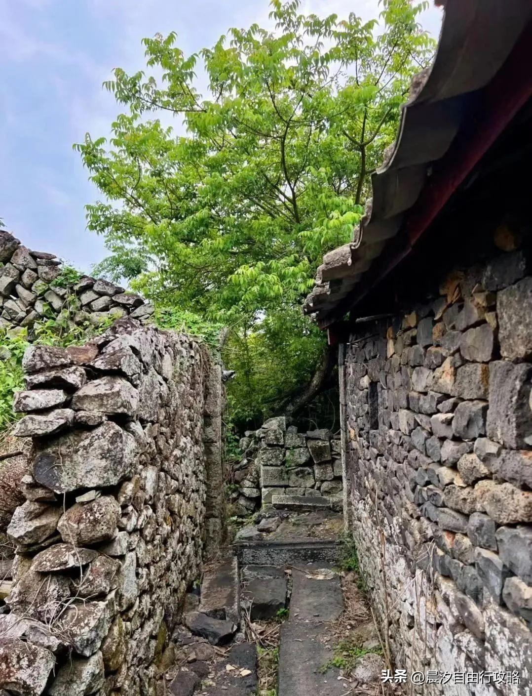 桥头富硒地瓜种植户