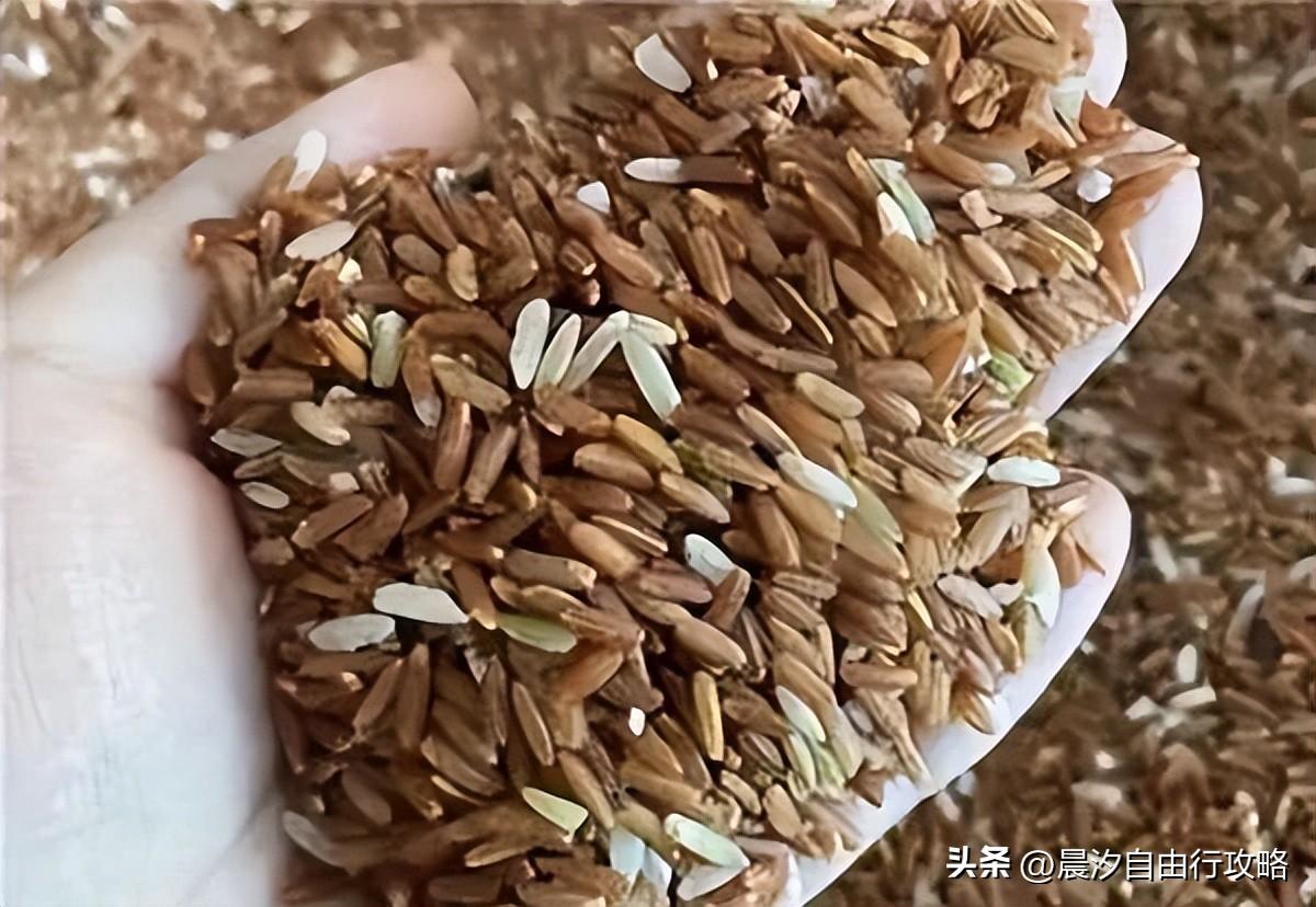 桥头富硒地瓜种植户