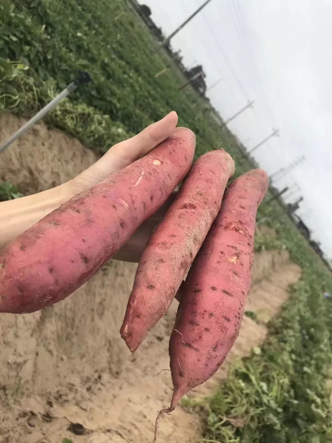 烤富硒地瓜家用烤箱
