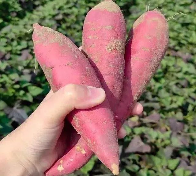 烤富硒地瓜家用烤箱