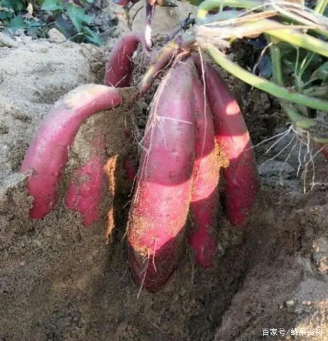 种富硒地瓜哪里有卖