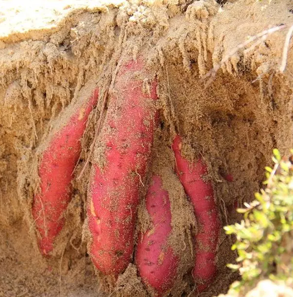 种富硒地瓜哪里有卖