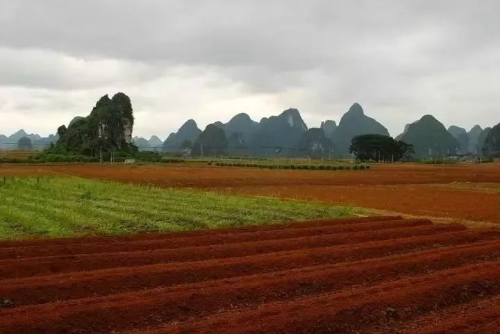 富硒地瓜叫北京红吗