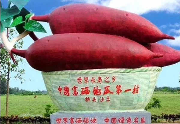 桥头富硒地瓜比肉贵