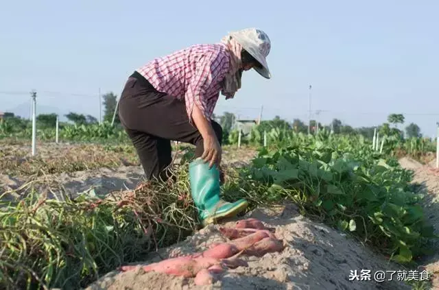 富硒地瓜生吃好吃吗