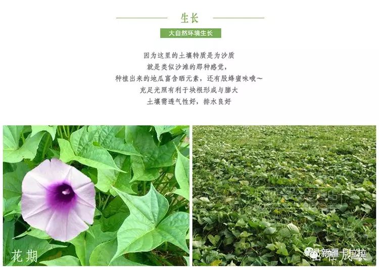 富硒地瓜的升糖指数