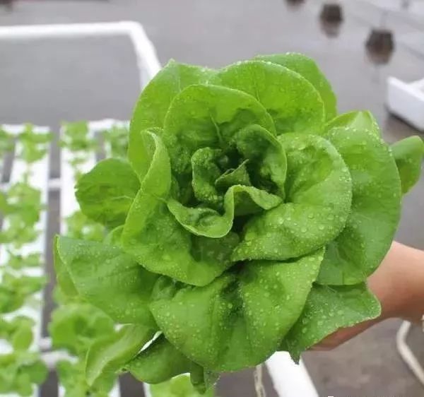 蔬菜富硒营养液配方