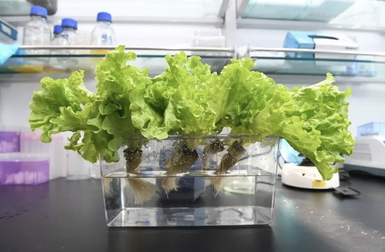 富硒水培蔬菜的营养