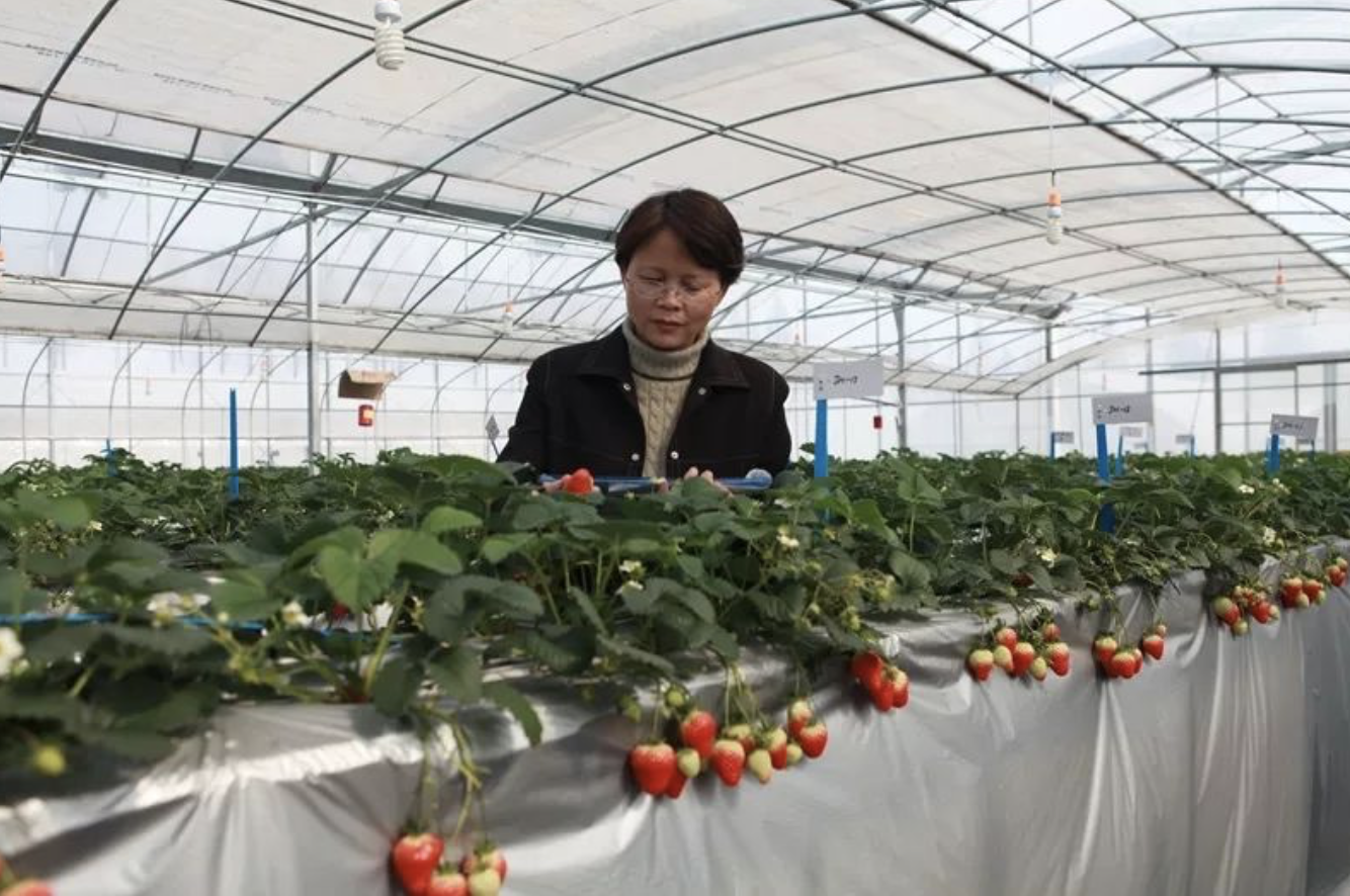 富硒水培蔬菜的营养