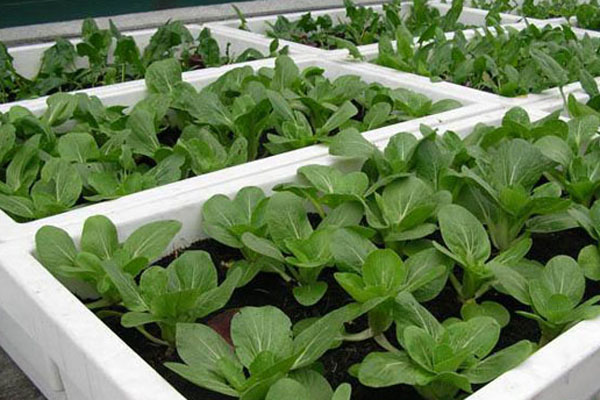 农村种植高富硒蔬菜
