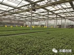 富硒蔬菜产业园股票