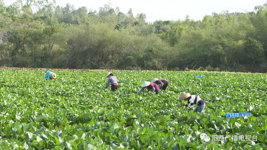 富硒蔬菜基地有哪些