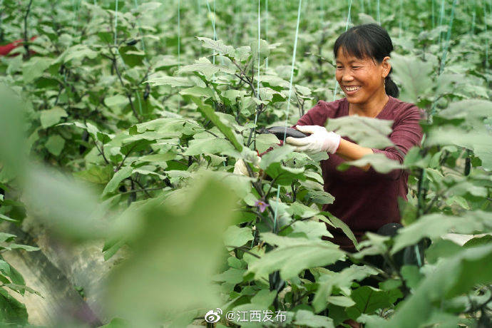 于都潭头村富硒蔬菜