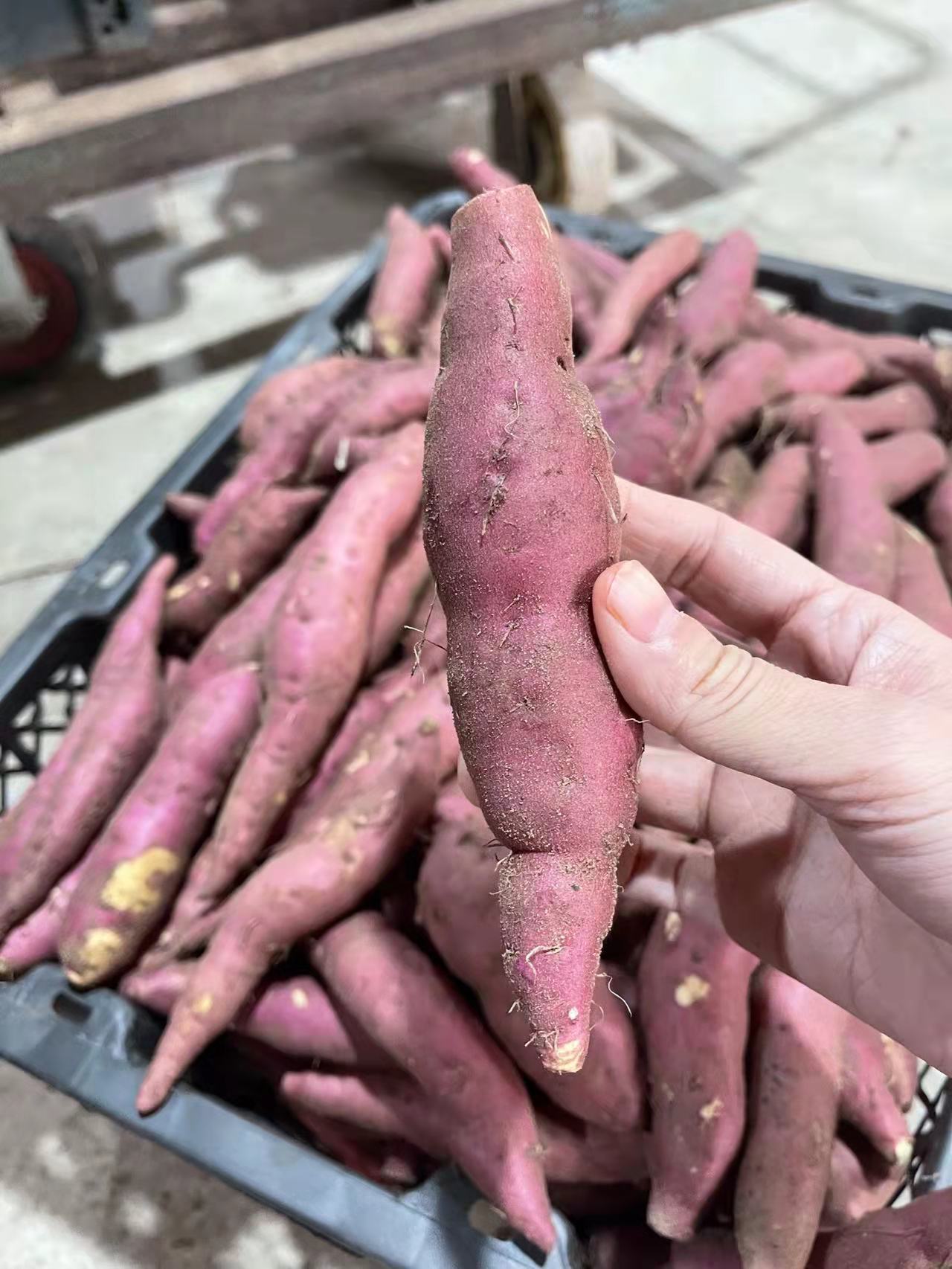 江津区十大富硒蔬菜