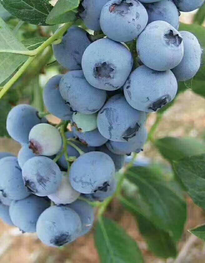 富硒水果作用与功效