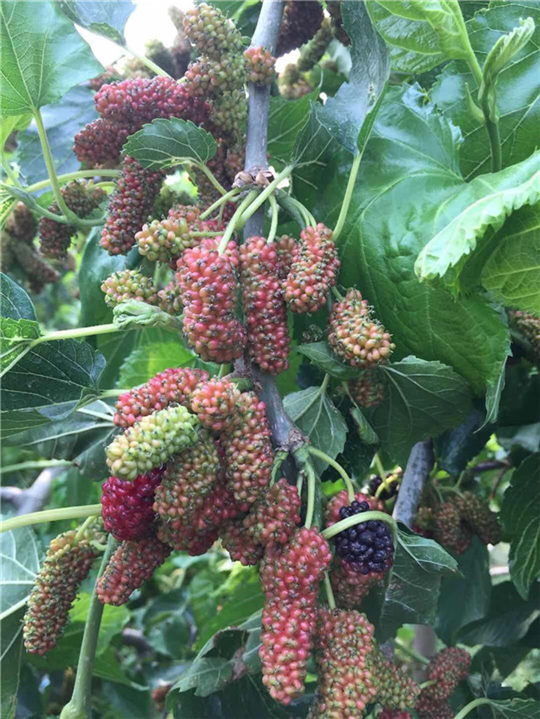 富硒水果销售,兜果果