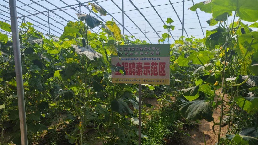 富硒水果酵素有哪些