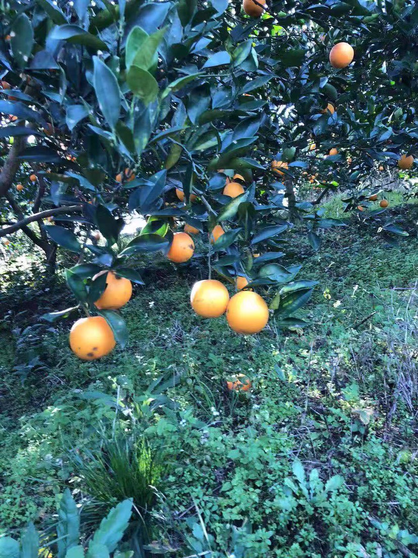 富硒水果的营养价值