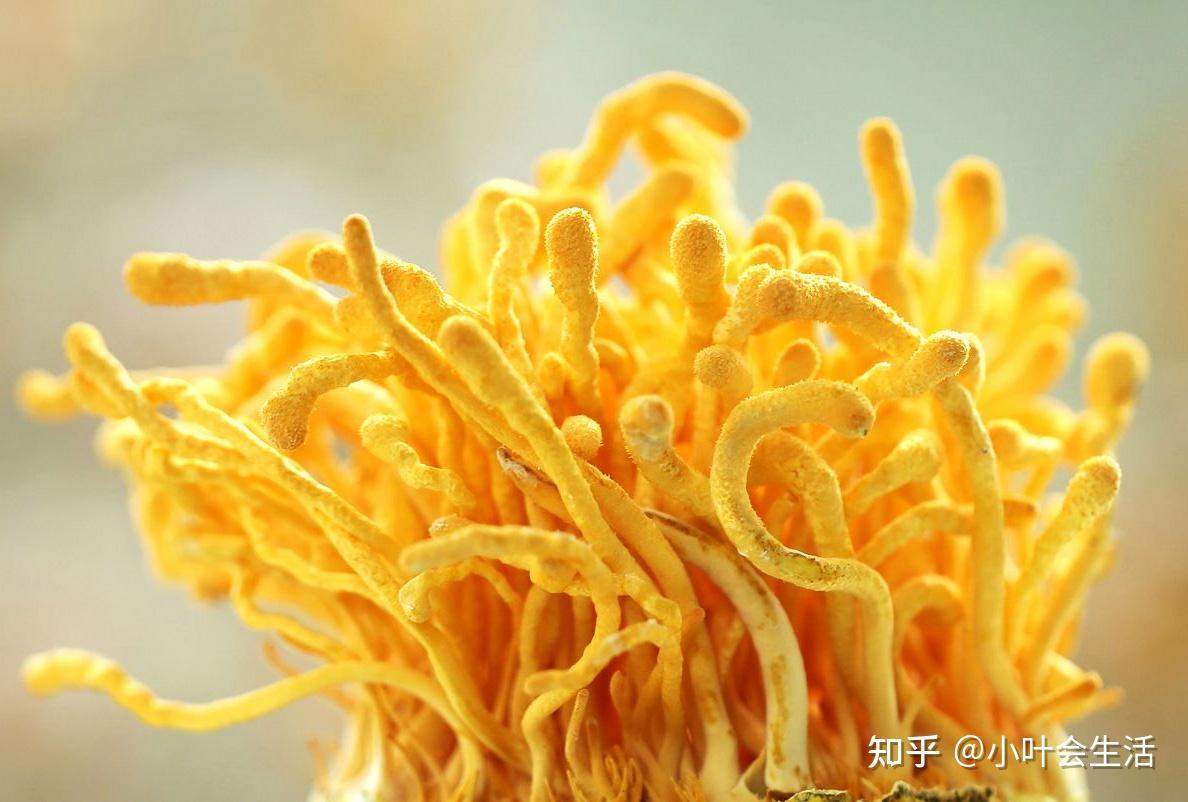 纳米硒源产品是什么