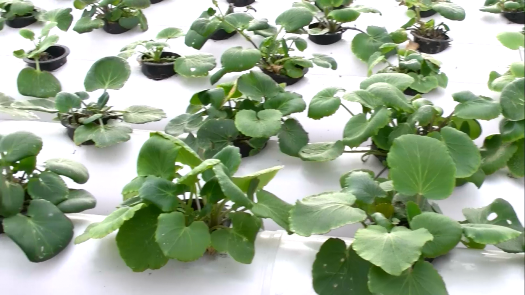 植物硒蛋白产品介绍