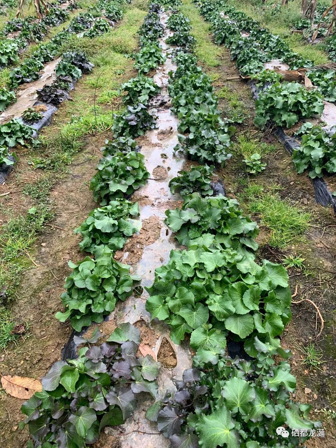 植物硒蛋白产品介绍