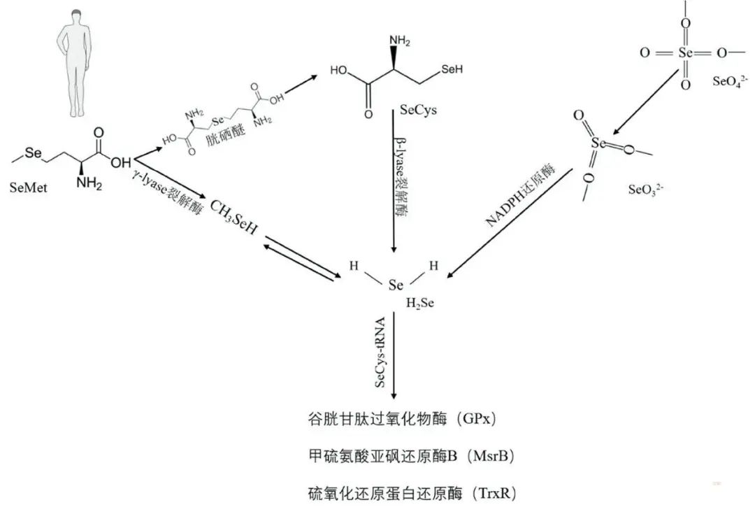 硒元素的产品有哪些
