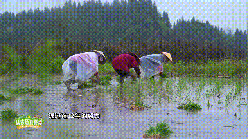 硒含量高的有机产品