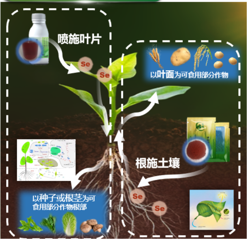 无机硒的产品有哪些