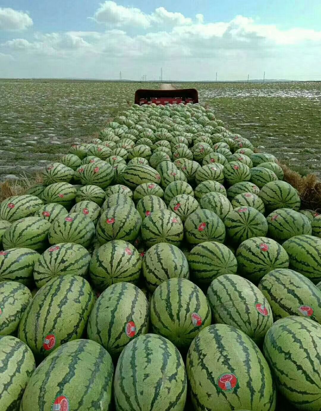 宁夏硒砂瓜产品分析